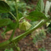 Physalis angulata L.